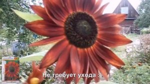 Красивые однолетники. ПОДСОЛНЕЧНИК ДЕКОРАТИВНЫЙ