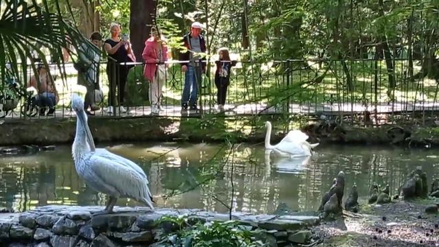 Сочи, дендрарий , май 2022г смотреть онлайн