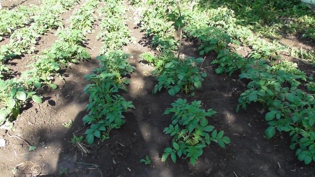 Талгар. Майское утро. смотреть онлайн