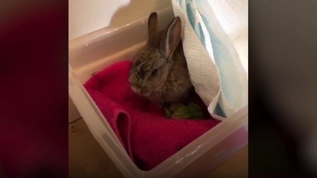 Парень Выловил Кролика из Озера. Это Настоящее Чудо! смотреть онлайн