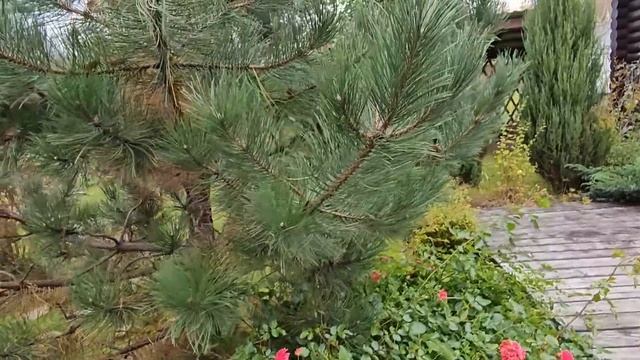 Хвойные в саду " Сказка в избушке". Продолжение. смотреть онлайн