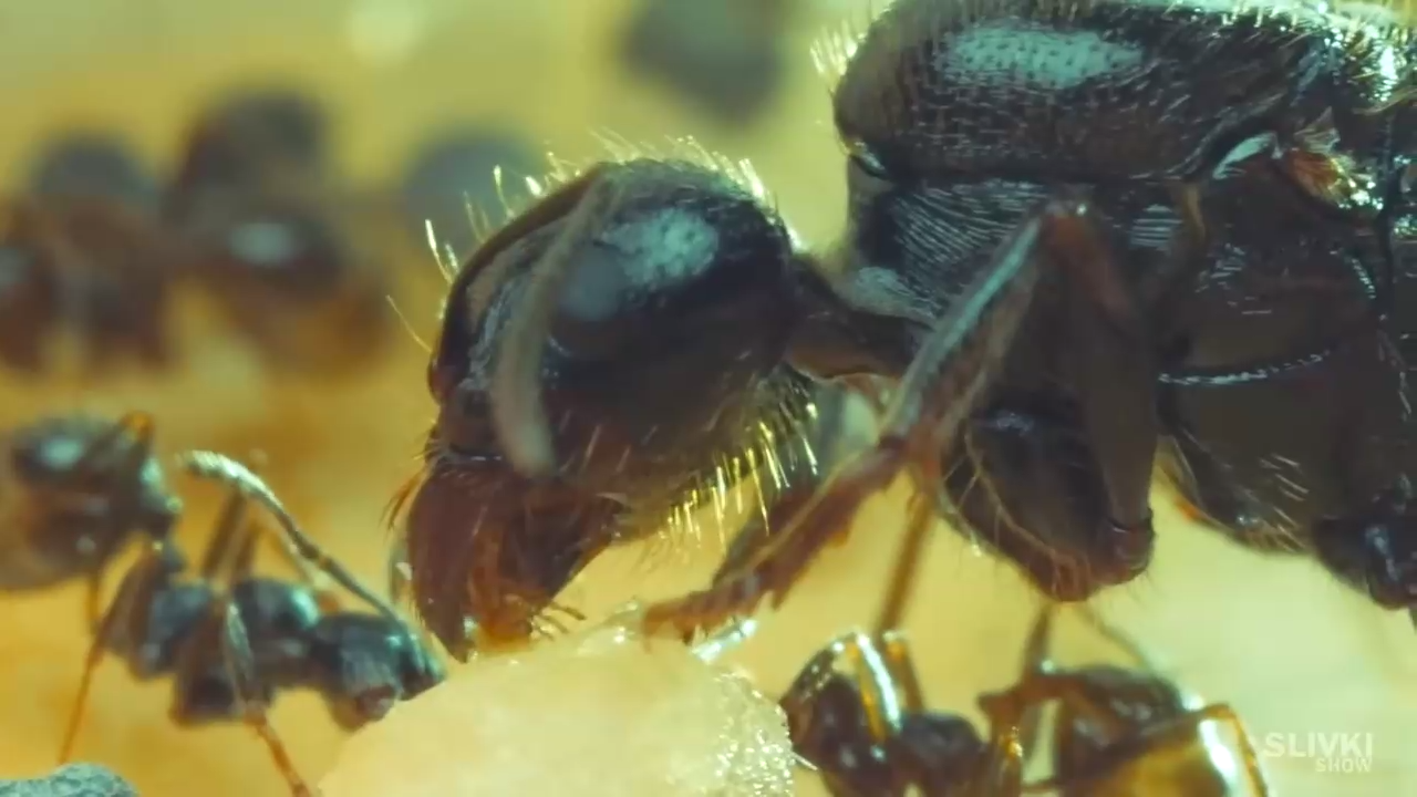 Новый дом для муравьев смотреть онлайн