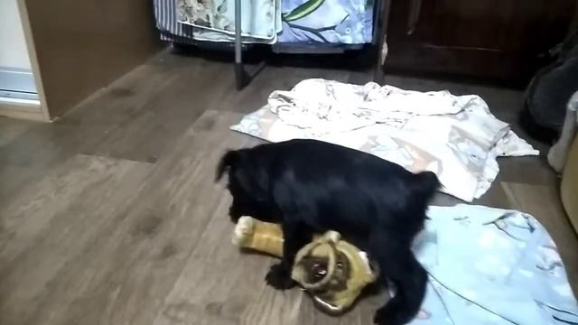 Щенок цвергшнауцера смотреть онлайн