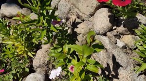 Каскадная горка в центре участка - это просто и красиво. Мой удачный дизайн.