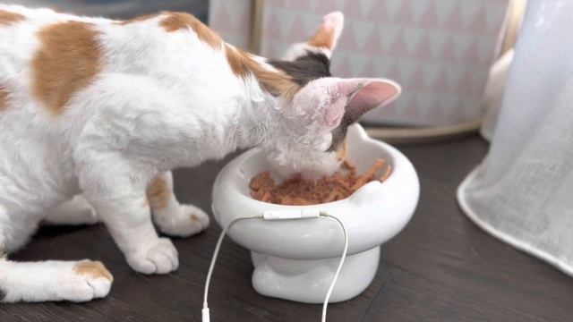 Devon Rex Kitten eating food (ASMR) смотреть онлайн