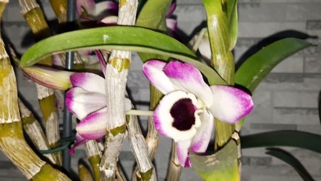 ПОКУПКА ФАЛЕНОПСИСА АМСТЕРДАМ И ДОМАШНЕЕ ЦВЕТЕНИЕ ДЕНДРОБИУМА НОБЕЛЯ смотреть онлайн