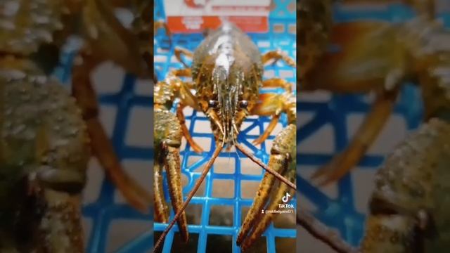 отборные раки в наличии смотреть онлайн
