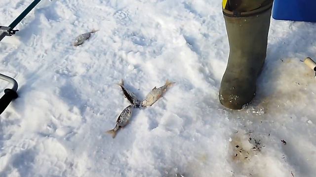 Сама выпрыгивала на лед. Не успевали отбиваться от рыбы. смотреть онлайн