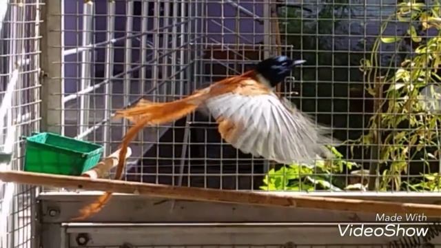 Райская мухоловка смотреть онлайн