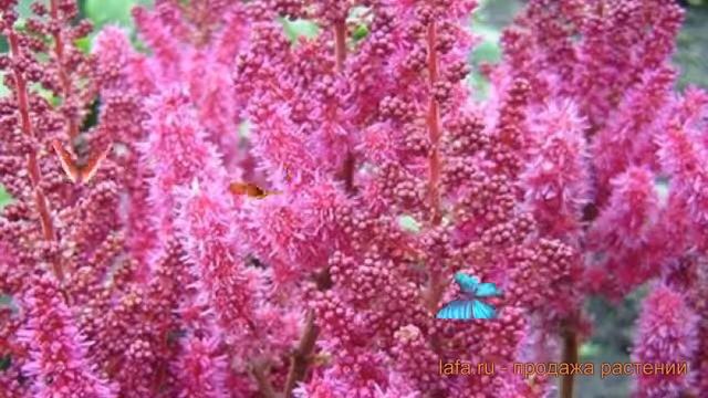 Астильба гибридная Пёпл Рейн (purple rain) ? обзор: как сажать, саженцы астильбы Пёпл Рейн смотреть онлайн