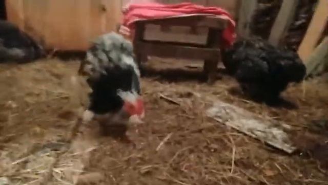 Курочки породы Кохинхин. смотреть онлайн