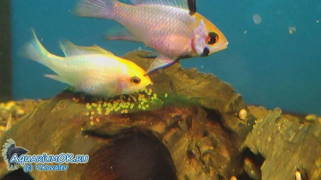 Нерест апистограммы Рамиреса (Mikrogeophagus ramirezi) смотреть онлайн