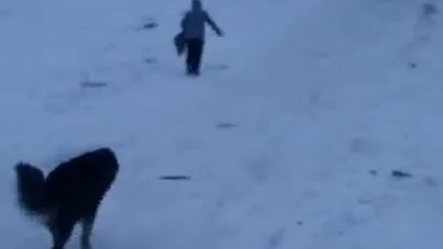 Прогулка с Асаной.mp4