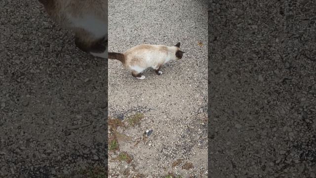 Голодный кот в горах смотреть онлайн