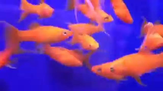 Poecilia Sphenops Lyra Gold Gold Molly Lyratail Моллинезия смотреть онлайн