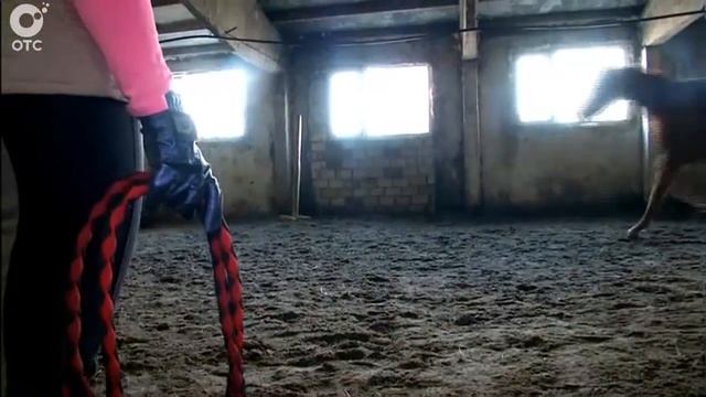 В Новосибирской области появился на свет уникальный жеребёнок тракененской породы смотреть онлайн