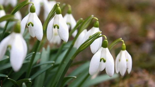 Ahimas - Подснежники смотреть онлайн