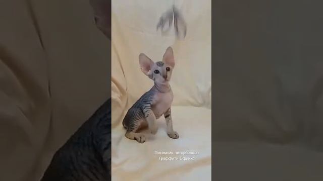 Мальчик окрас табби смотреть онлайн