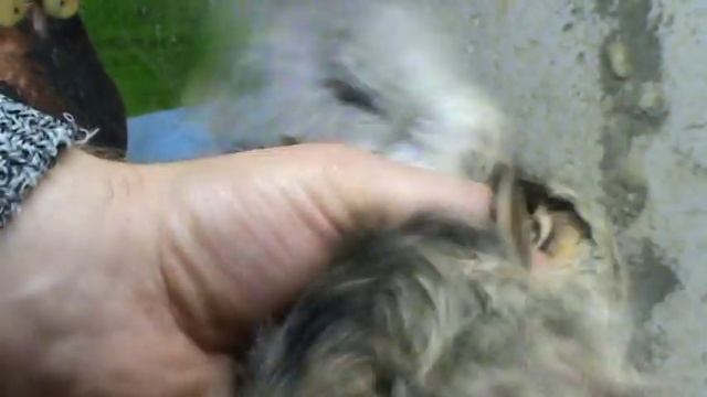 Различие перепелок по половым признакам смотреть онлайн