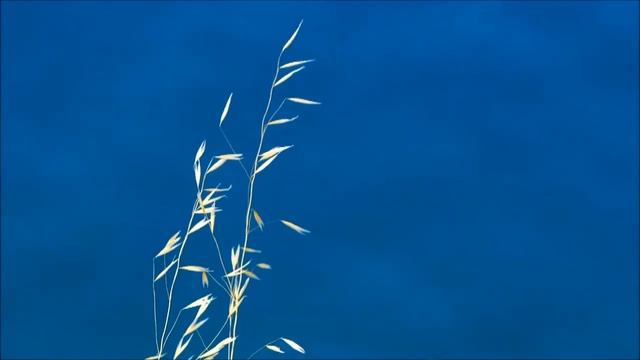 Романс "КОГДА ДУШЕ МОЕЙ..." Музыка — Николай Яцков, стихотворение — Николай Рубцов смотреть онлайн