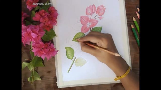 How to draw Bougainvillea Flowers using color pencils-100 Days 100 Flowers-Day 18 смотреть онлайн