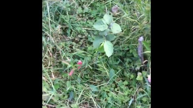 Развитие фундука на 15 июля 2019 года.