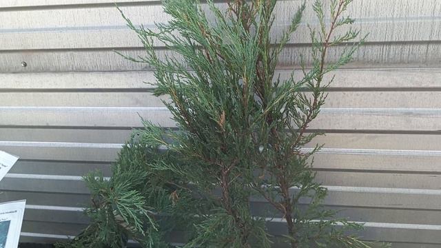 Поездка в город. Купила удобрение и ложки😊 подписывать гортензии. смотреть онлайн