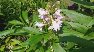 Читальпа Ташкенская "Summer Bells"(Летние колокола).Хилокотальпа.