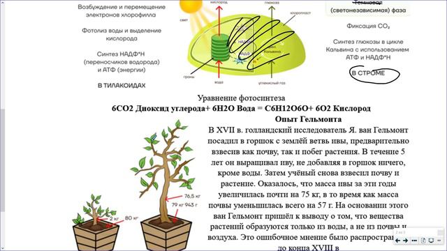 4_Метаболизм(Обмен веществ+фотосинтез)