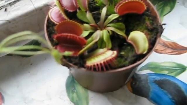 Цветок-хищник (мухоловка) смотреть онлайн