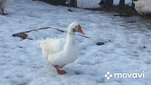 Все о Яйцекладке Гусей Линда/ Будет ли гусыня высиживать яйца