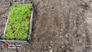 УКРОП ВЫРАЩИВАНИЕ В ЯЩИКАХ СУПЕР СПОСОБ ДЛЯ СОЧНОЙ ЗЕЛЕНИ