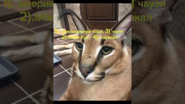 тест на знание шлёпы смотреть онлайн