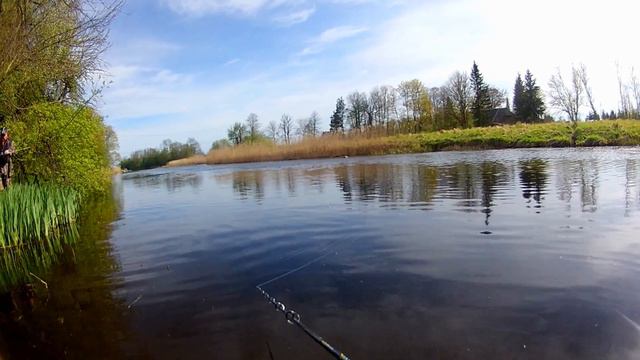 Ловля щуки в мае 2020 . Pedja jõgi . Рыбалка в Эстонии . смотреть онлайн