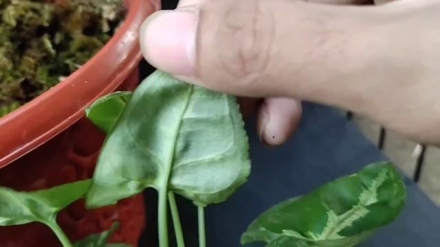 Syngonium Christmas / Holiday Review Mini Series Yg Unik