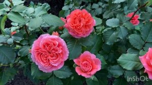 Роза Эмильен Гийо (Emilien Guillot) первое цветение 2022.