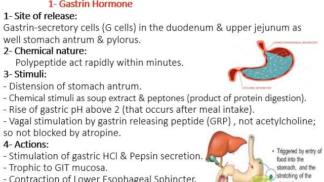 Function of digestive system & control of GIT function - Physiology (1) | Gastrointestinal system смотреть онлайн