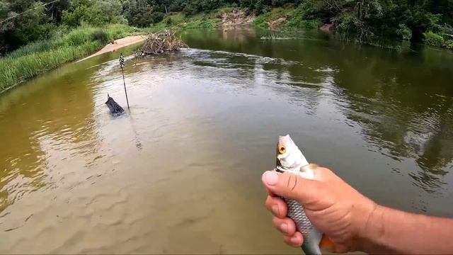 Рыбалка на поплавок 29 июня . ЗА ОДНУ РЫБАЛКУ 7 ВИДОВ РЫБ! смотреть онлайн