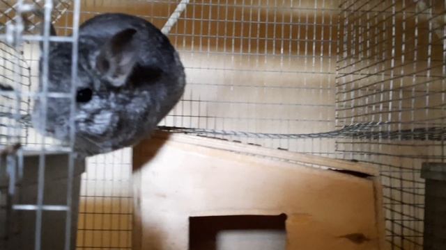 серый стандарт шиншилла смотреть онлайн