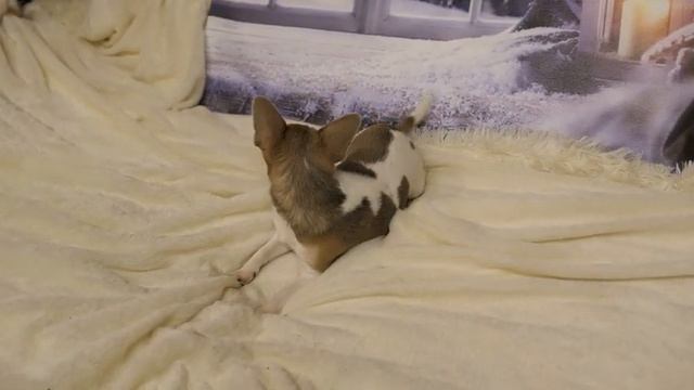 Выбирайте ПОРОДУ собаки под свой ХАРАКТЕР ! 11.02.23 ЦАРИЦА ЖДЁТ ВАС ! +79215950848 #купитьчихуахуа смотреть онлайн