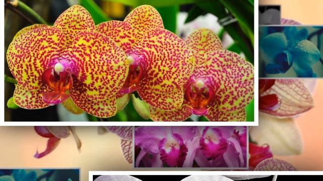 Орхидея – красота, изящество, утончённость. Орхидея экзотические цветы . смотреть онлайн