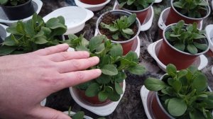 Как выглядит НЕХВАТКА КАЛЬЦИЯ на ПЕТУНИИ и что делать?