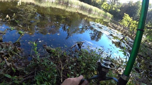 Как ловить карася в сентябре. Рыбалка на поплавок в сентябре. смотреть онлайн