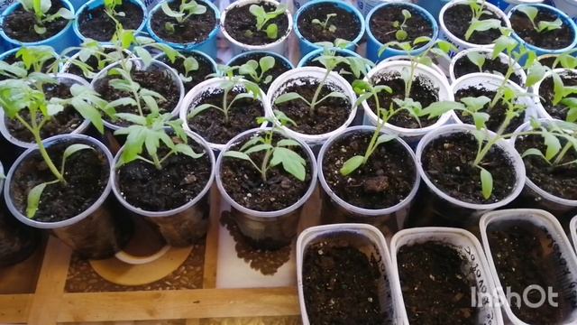 Похудела без диет уже на 23 кг! 17.04.22 Влог-мой вкусный рацион-пикирую рассаду-пою смотреть онлайн