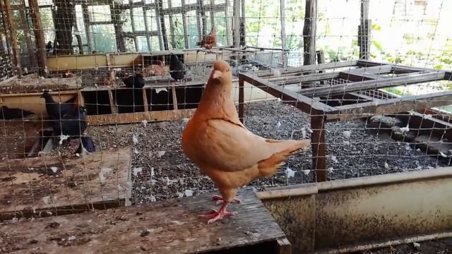 Голуби мясной породы, Кинги. ( Pigeon King ). г. Ставрополь, +79197445595 - Сергей Георгиевич. смотреть онлайн