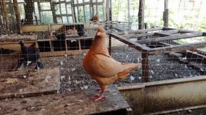 Голуби мясной породы, Кинги. ( Pigeon King ). г. Ставрополь, +79197445595 - Сергей Георгиевич.