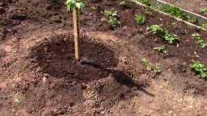 Посадили саженцы вишни, сливы, абрикоса, колоновидной яблони и груши.