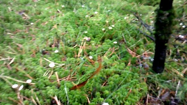 Гриб чесночник 17.10.2021 смотреть онлайн