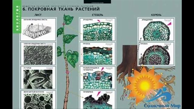 Таблицы демонстрационные "Вещества растений, клеточное строение" - видео презентация. смотреть онлайн