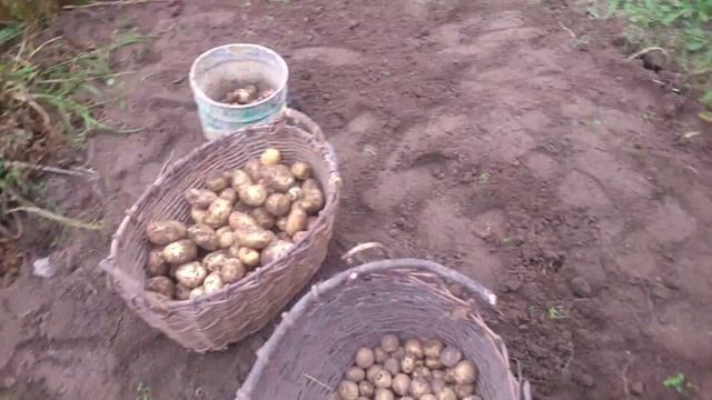 Копаем картошку смотреть онлайн